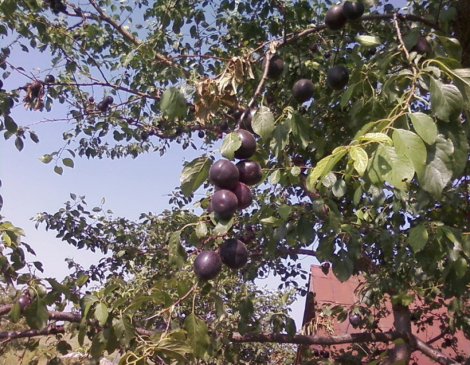 Japonský švestkový kříž ´Plumcot´