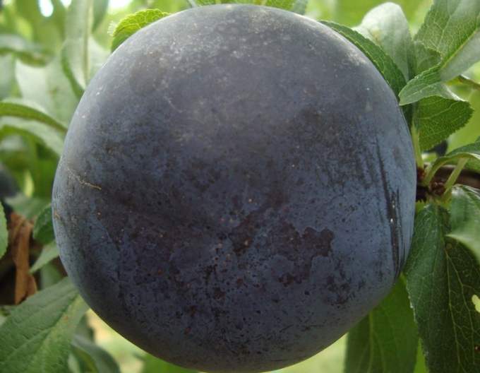 Japonská švestka ´Black Sun´, podn. Myrobalán, prostok.