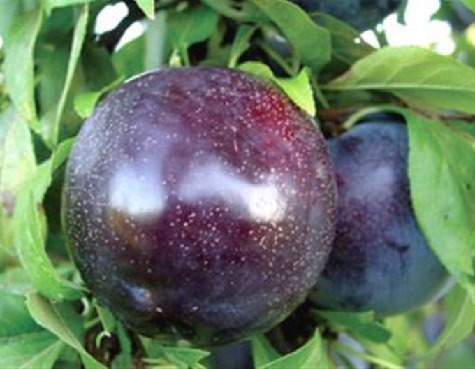 Japonská švestka ´Black Sun´, podn. Myrobalán, prostok.