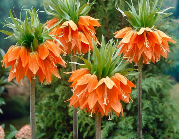 Fritillara ´Aurora´ - Chrpa královská ´Aurora´