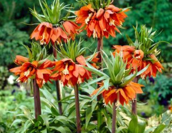 Fritillara ´Aurora´ - Chrpa královská ´Aurora´
