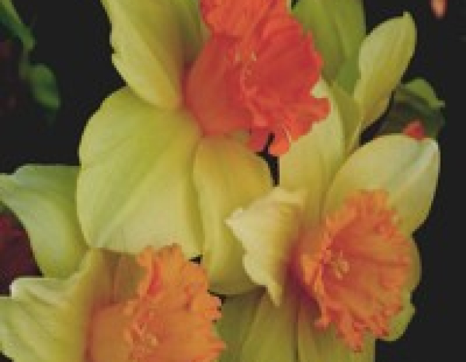 Narcis ´Fortissimo´