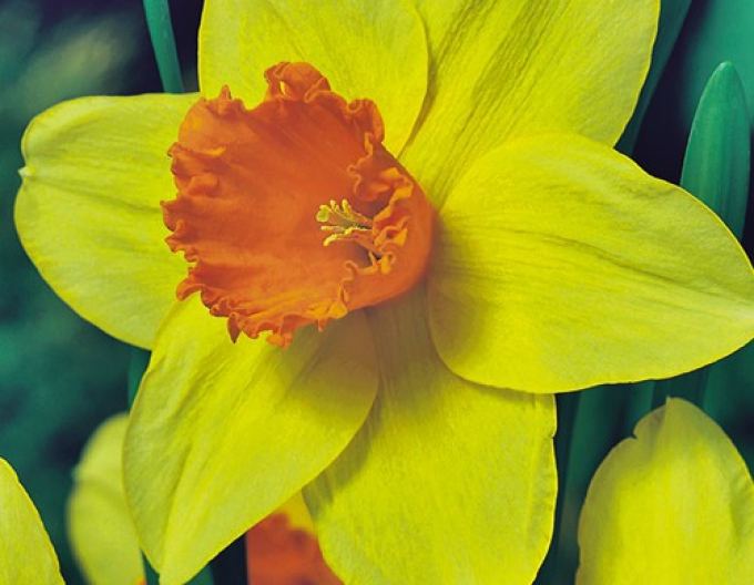 Narcis ´Fortissimo´