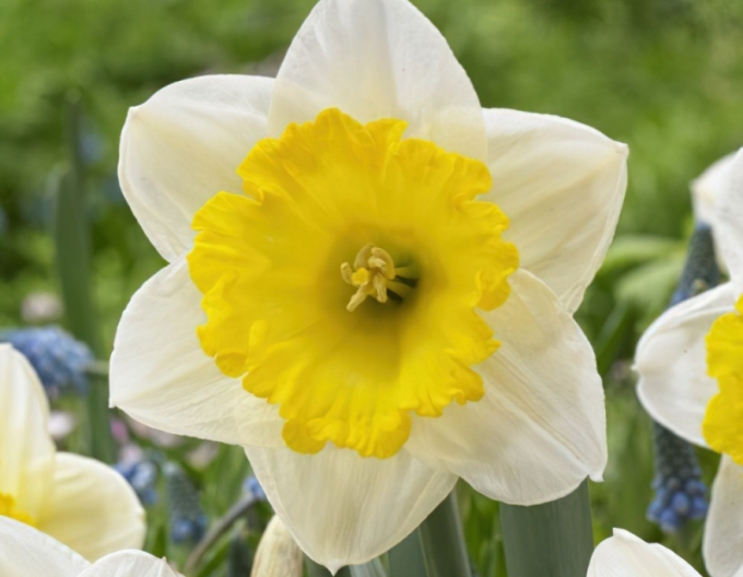 Narcissus ´Ice Follies´