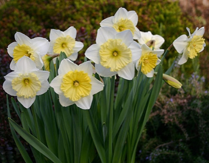 Narcissus ´Ice Follies´