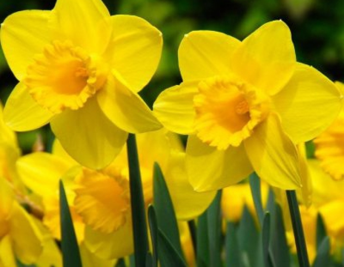 Narcis ´Carlton´