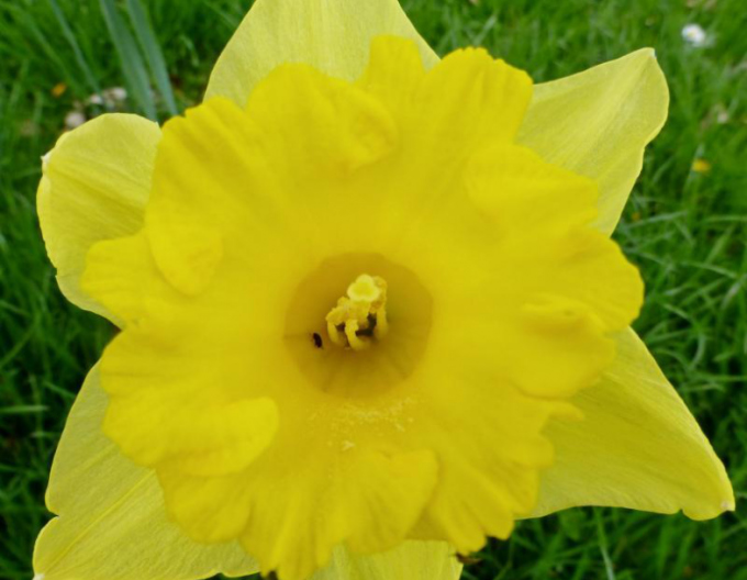 Narcis ´Carlton´