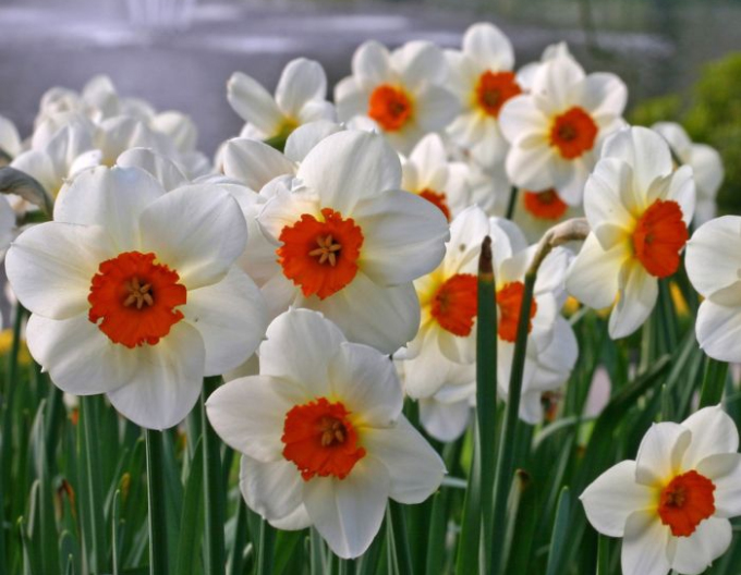 Narcissus Barret Browning
