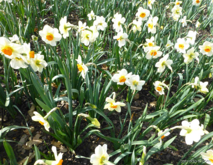 Narcissus Barret Browning