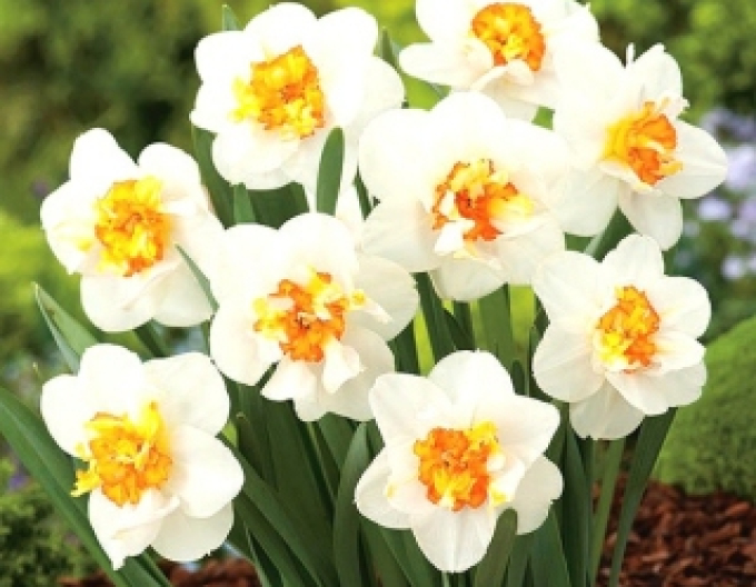 Narcis ´Flower Drift´