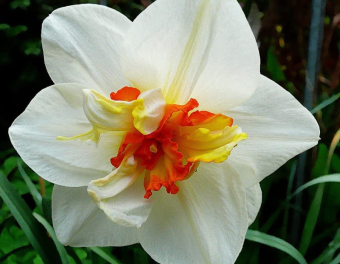 Narcis ´Flower Drift´