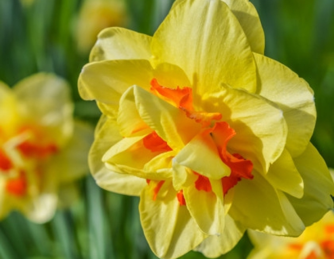 Narcis Tahiti