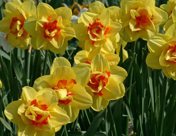 Narcis Tahiti
