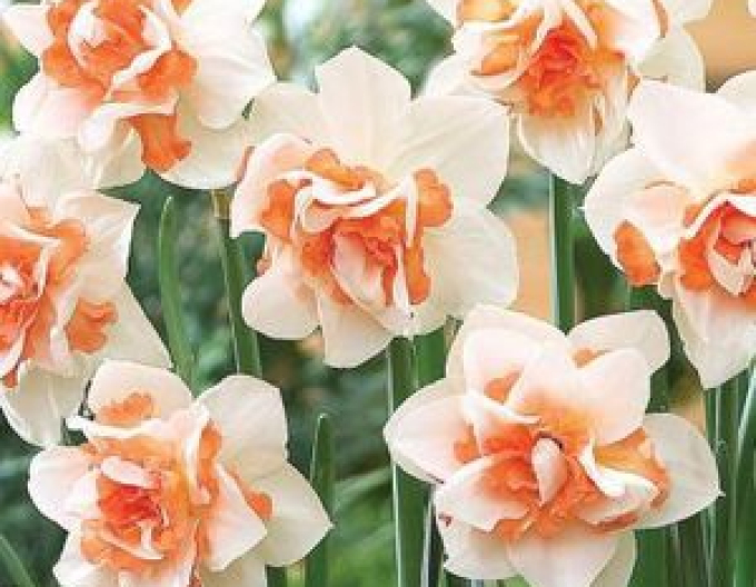 Narcissus ´Doplnit´
