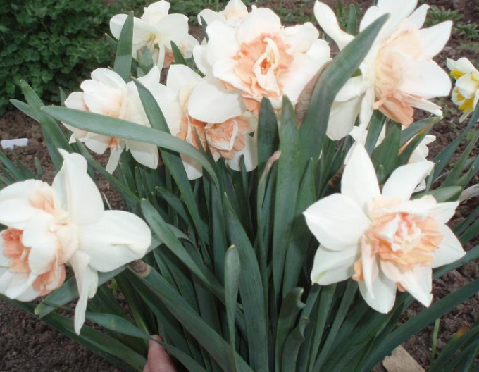 Narcissus ´Doplnit´