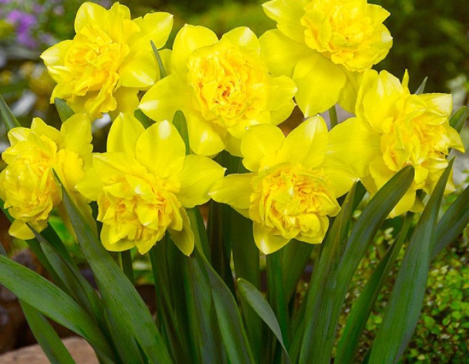 Narcissus ´Dick Wilden´
