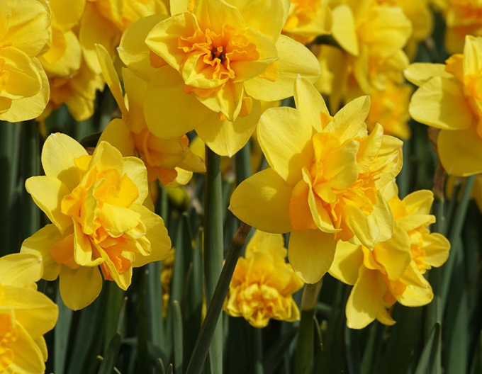 Narcissus ´Dick Wilden´