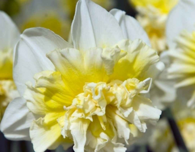 Narcissus ´Ice King´