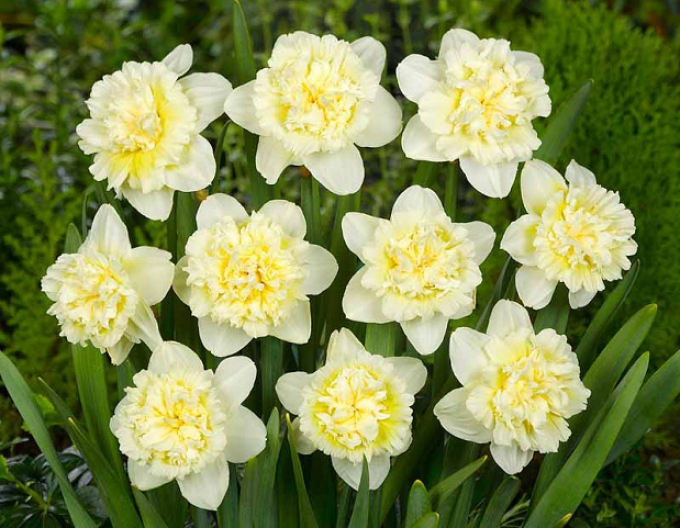 Narcissus ´Ice King´