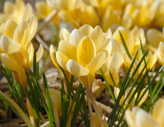 Krokus ´Romance´