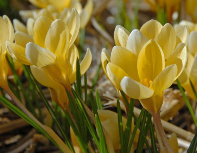 Krokus ´Romance´