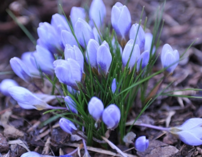 Crocus Blue Pearl