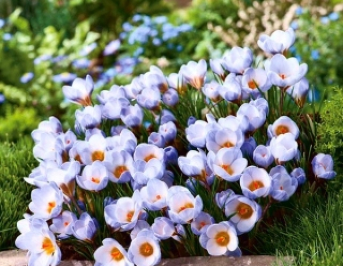 Crocus Blue Pearl