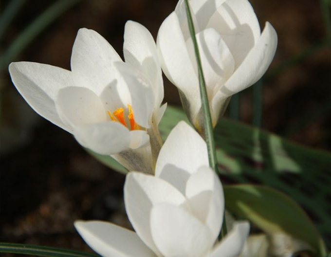 Krokus ´Miss Vain´