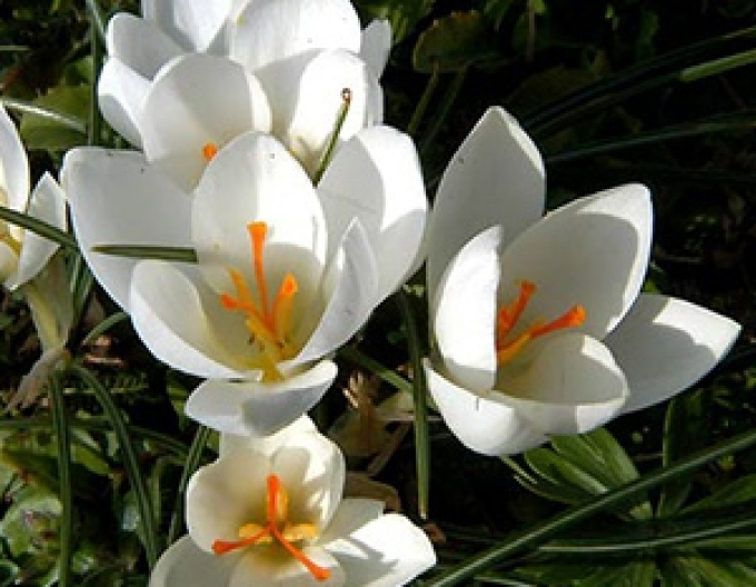 Krokus ´Miss Vain´
