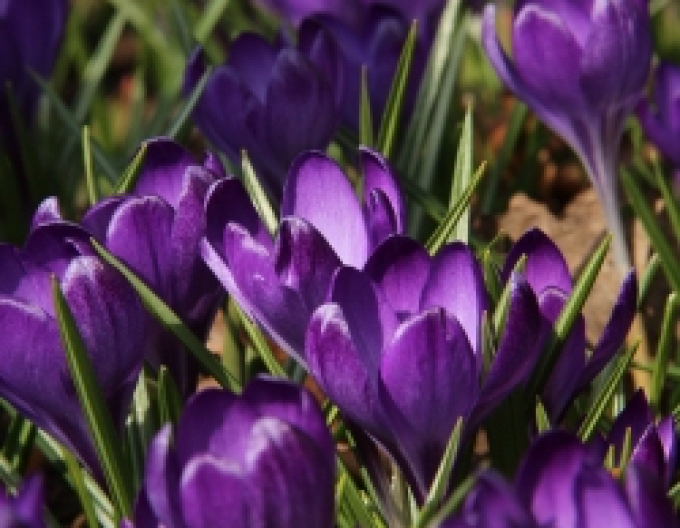 Krokus ´Ruby Giant´