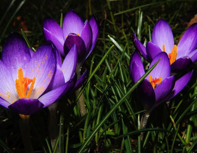 Krokus ´Ruby Giant´