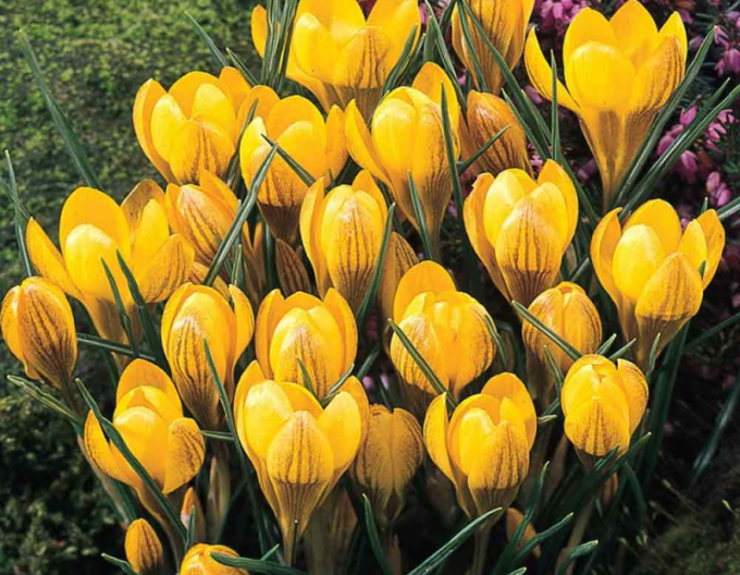 Krokus Fuscotincus