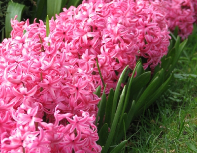 Hyacint ´Pink Pearl´