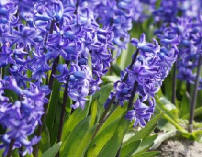 Hyacint ´Delft Blue´