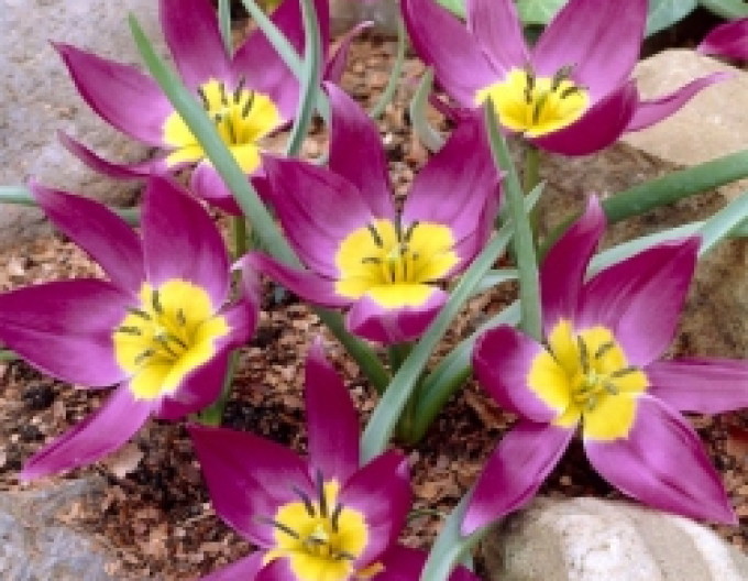 Tulipán botanický ´Eastern Star´