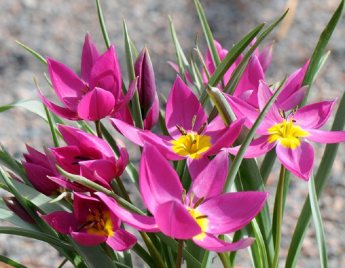 Tulipán botanický ´Eastern Star´
