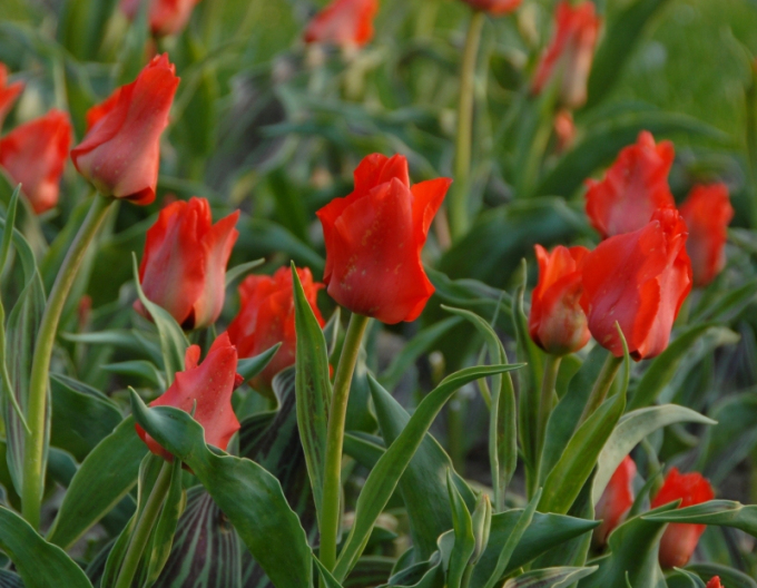 Tulipán greigi Red Redding Hood