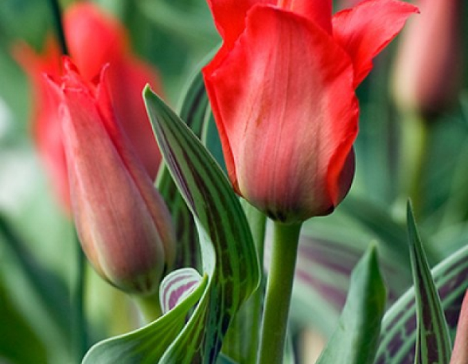 Tulipán greigi Red Redding Hood