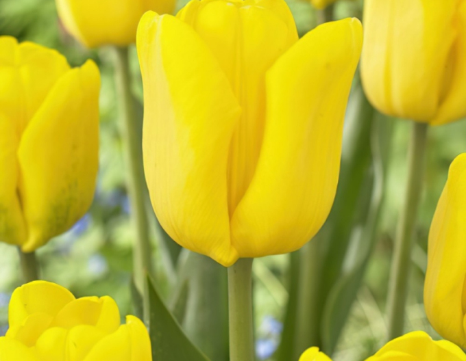 Tulip greigi ´Gold West´