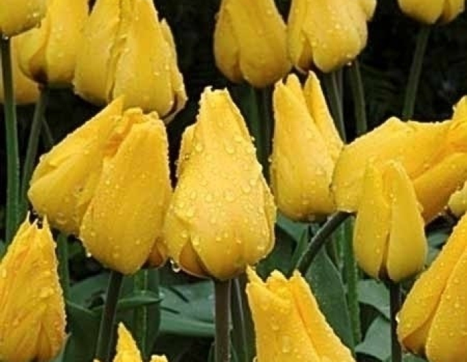 Tulip greigi ´Gold West´