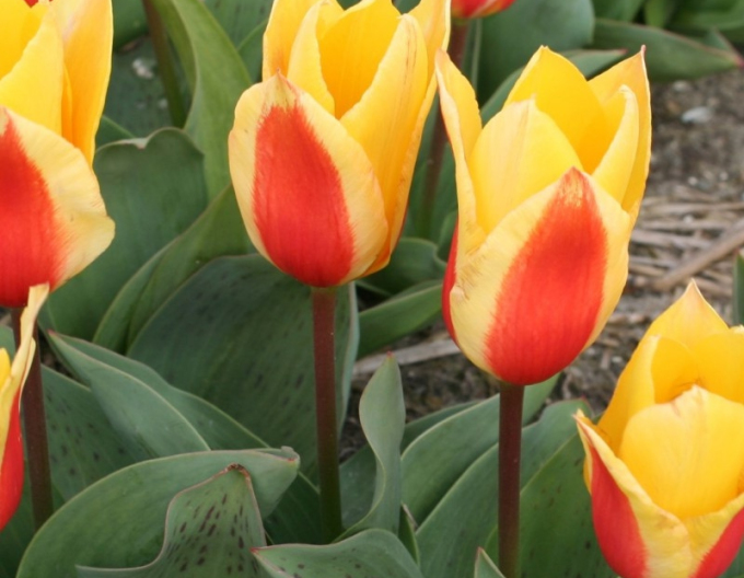 Tulipán greigi First Love