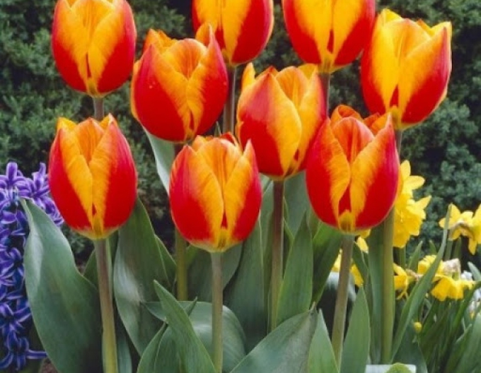 Tulipán greigi First Love