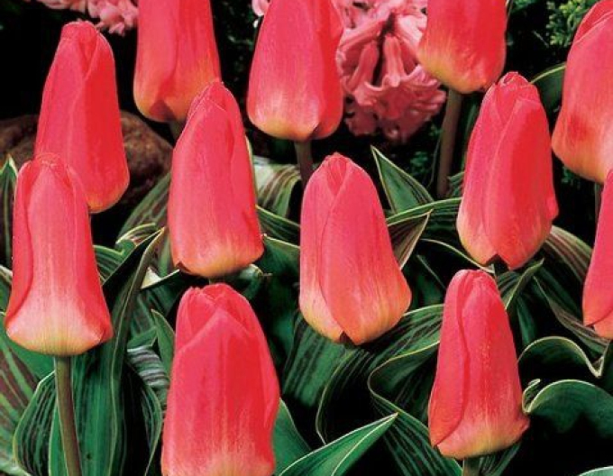 Tulipán greigi Oratorio