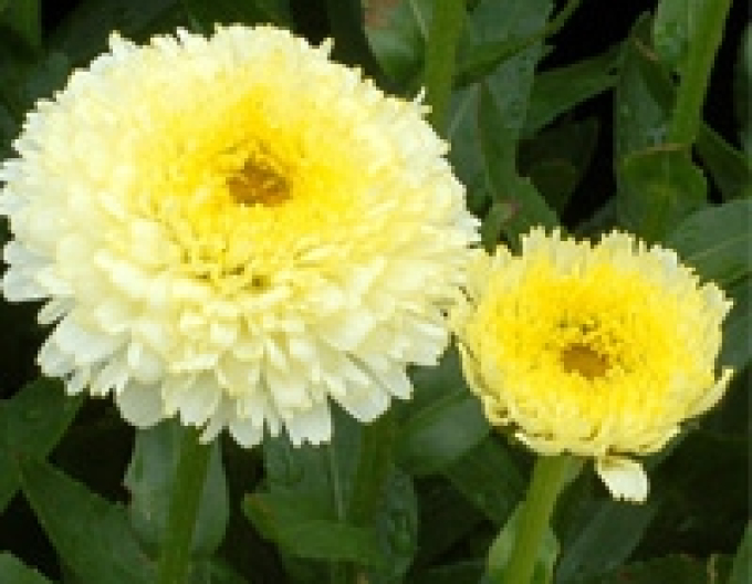 Margaréta Luna