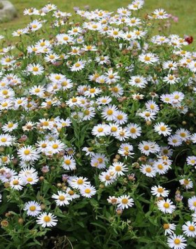 Astra Japonská ´Madiva´