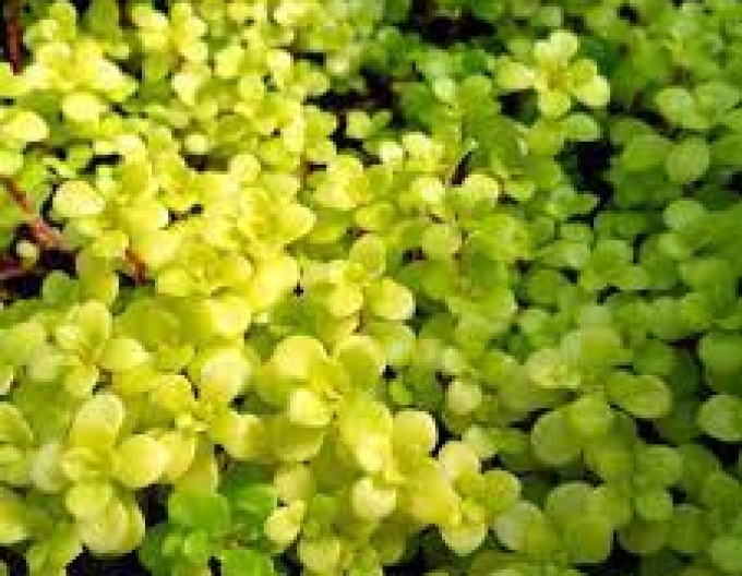 Stonecrop ´Ogon´