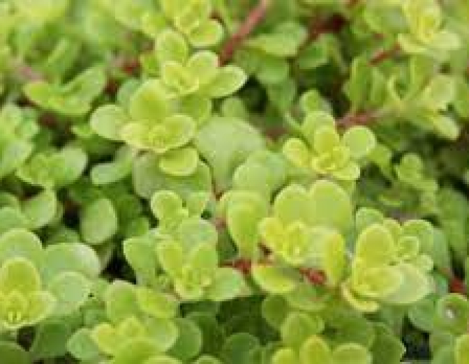 Stonecrop ´Ogon´