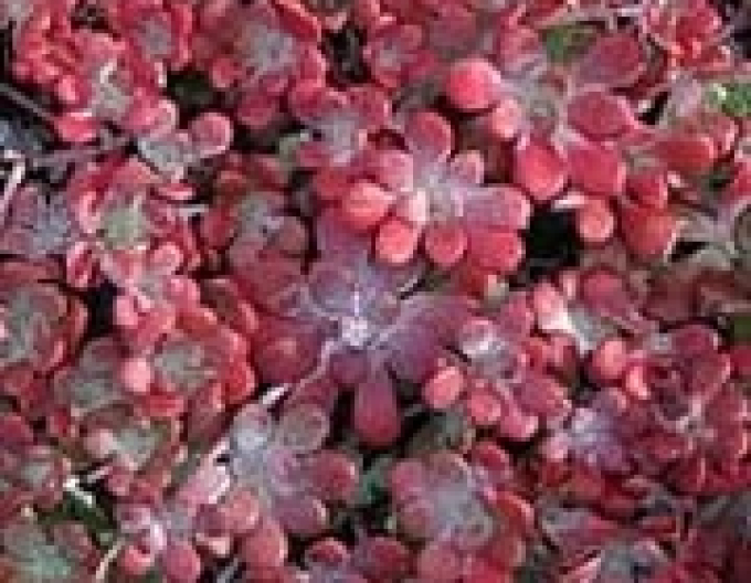 Rozchodník Purpureum