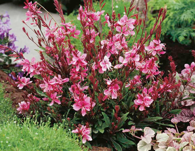 Gaura Pink Dwarf