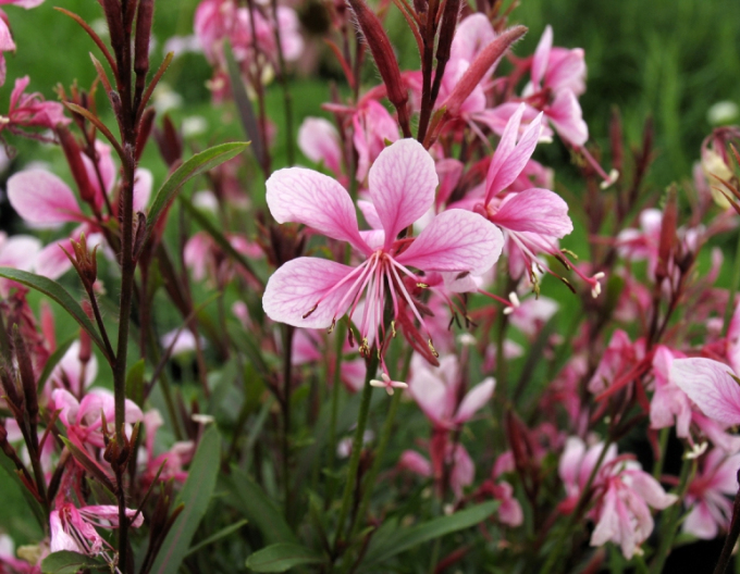 Gaura Pink Dwarf